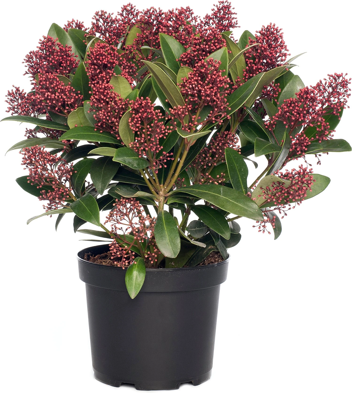 Skimmia (Skimmia Japonica 'Rubella') D 15 Cm 35 H 3 Skimmia (Skimmia Japonica 'Rubella') D 15 Cm 35 H