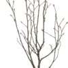 Stermagnolia (Magnolia Stellata) D 27 H 80 Cm -Talen Tools Winkel 8717263061533 0