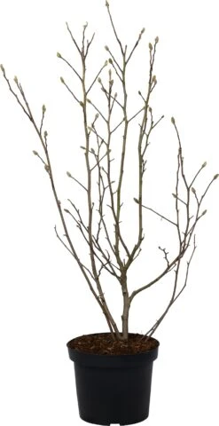 Stermagnolia (Magnolia Stellata) D 27 H 80 Cm