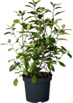 Glansmispel (Photinia Fraseri 'Red Robin') D 26 H 60 Cm