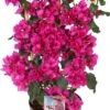 Bougainville (Bougainvillea Glabra 'Sanderiana') D 21 H 70 Cm -Talen Tools Winkel 8717263088479 1