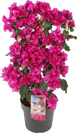 Bougainville (Bougainvillea Glabra 'Sanderiana') D 21 H 70 Cm