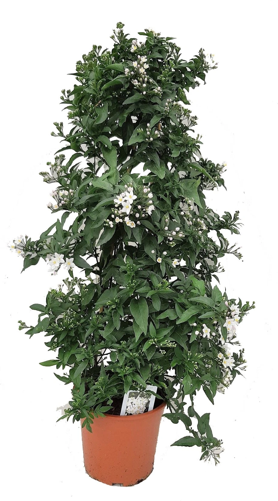 Klimmende Nachtschade Piramide (Solanum Jasminoides) D 19 H 70 Cm 3 Klimmende Nachtschade Piramide (Solanum Jasminoides) D 19 H 70 Cm