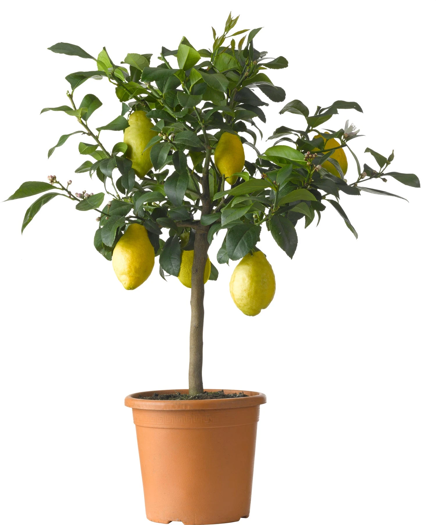 Citroenboom (Citrus Sinensis 'Limone') D 20 H 60 Cm 3 Citroenboom (Citrus Sinensis 'Limone') D 20 H 60 Cm