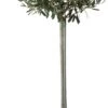 Olijfboom (Olea Europaea) D 33 H 160 Cm -Talen Tools Winkel 8717263223801 0 1