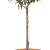 Olijfboom (Olea Europaea) D 16 H 50 Cm -Talen Tools Winkel 8717263225089