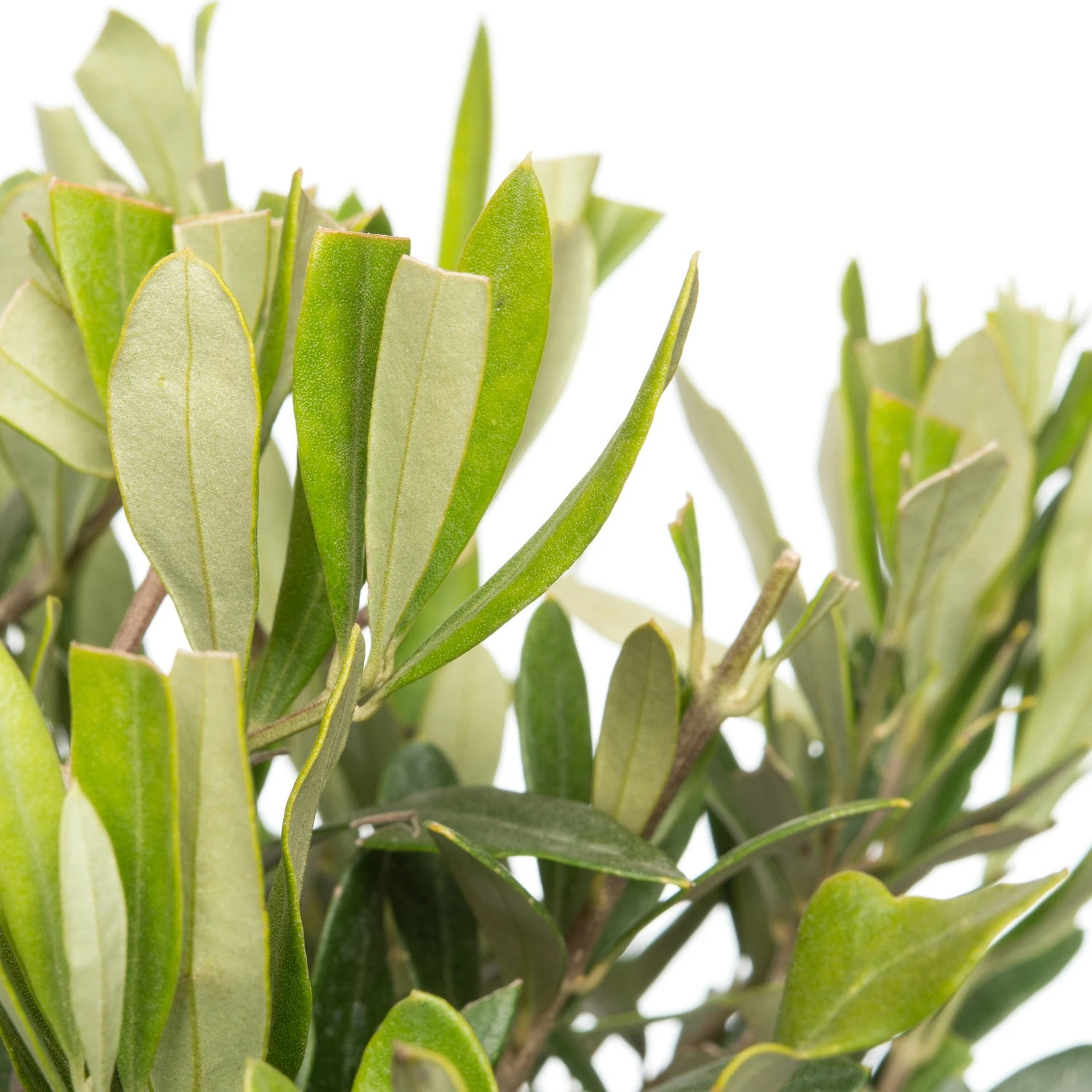 Olijfboom (Olea Europaea) D 16 H 50 Cm 4 Olijfboom (Olea Europaea) D 16 H 50 Cm - Afbeelding 2