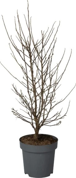 Stermagnolia (Magnolia Stellata) D 32 H 90 Cm