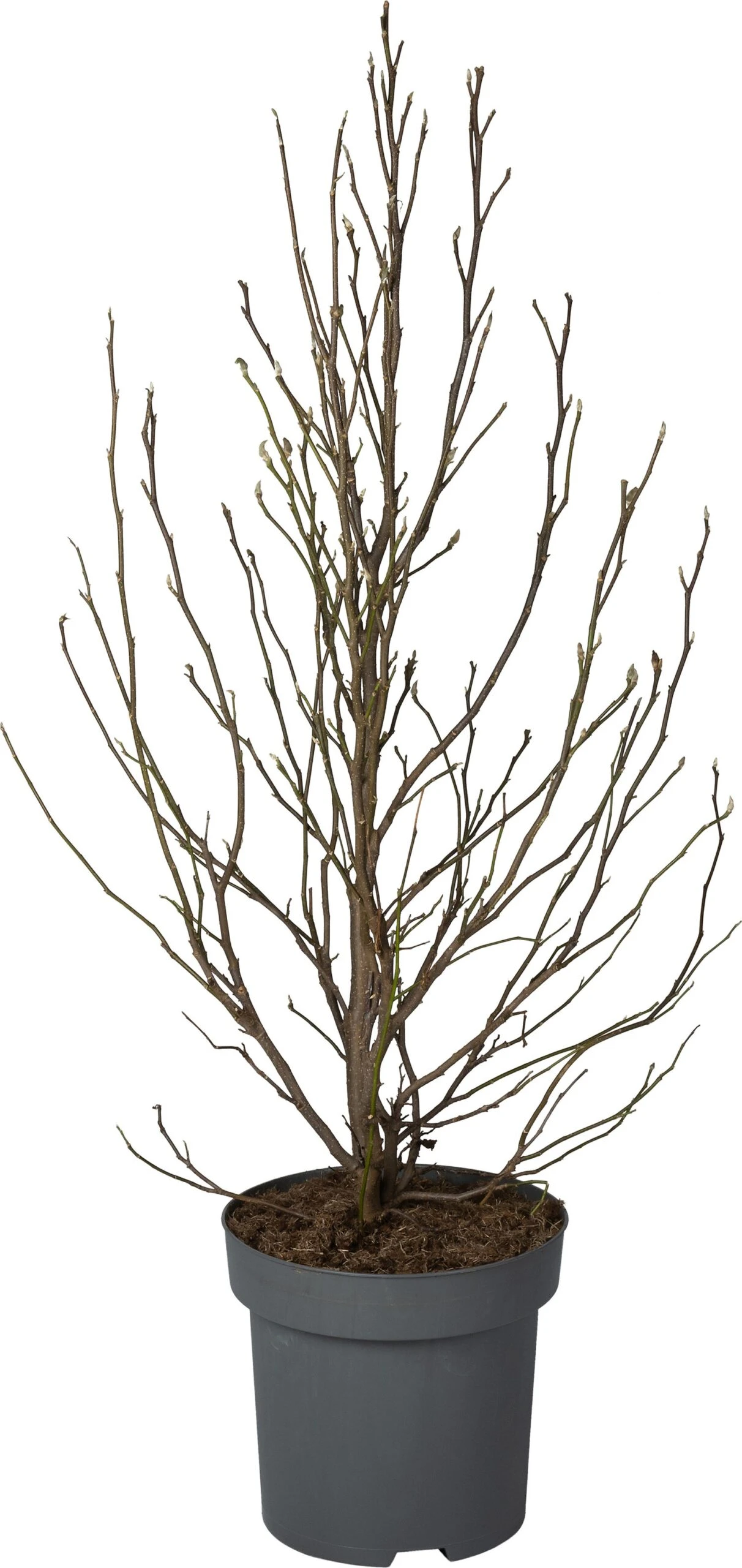 Magnolia (Magnolia Soulangeana 'Susan') D 32 H 90 Cm 3 Magnolia (Magnolia Soulangeana 'Susan') D 32 H 90 Cm