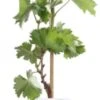 Biologische Pitloze Witte Druif (Vitis Vinifera Centennial Seedless') D 19 H 55 Cm -Talen Tools Winkel 8717263228684 1