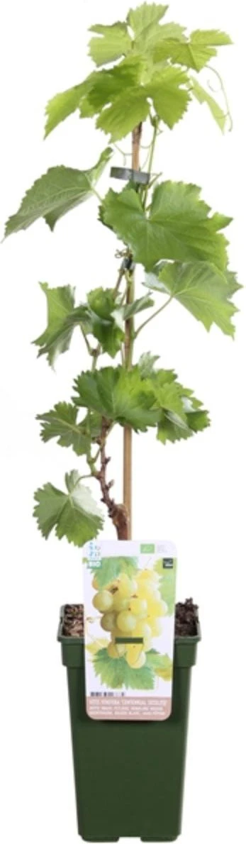 Biologische Pitloze Witte Druif (Vitis Vinifera Centennial Seedless') D 19 H 55 Cm 2 Biologische Pitloze Witte Druif (Vitis Vinifera Centennial Seedless') D 19 H 55 Cm