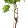 Biologische Blauwe Druif (Vitis Vinifera 'Mitschurinski') D 19 H 55 Cm -Talen Tools Winkel 8717263228691 1