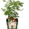 Intratuin Biologische Kruisbes (Ribes Uva Crispa 'Easycrisp Lady Late') D 13 H 45 Cm -Talen Tools Winkel 8717263228769