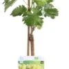Biologische Pitloze Witte Druif (Vitis Vinifera 'Lakemont') D 19 H 55 Cm 2 Biologische Pitloze Witte Druif (Vitis Vinifera 'Lakemont') D 19 H 55 Cm -Talen Tools Winkel 8717263228790 1