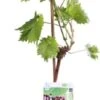 Blauwe Druif (Vitis Vinifera 'Regent') D 19 H 55 Cm -Talen Tools Winkel 8717263228806 1