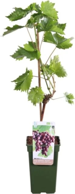 Blauwe Druif (Vitis Vinifera 'Regent') D 19 H 55 Cm