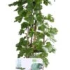 Intratuin Biologische Kruisbes (Ribes Uva Crispa 'Captivator') D 19 H 55 Cm 2 Intratuin Biologische Kruisbes (Ribes Uva Crispa 'Captivator') D 19 H 55 Cm -Talen Tools Winkel 8717263228813