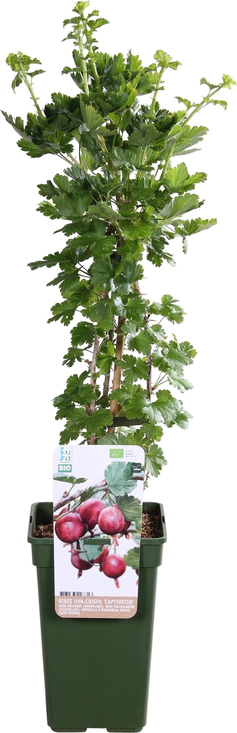 Intratuin Biologische Kruisbes (Ribes Uva Crispa 'Captivator') D 19 H 55 Cm 3 Intratuin Biologische Kruisbes (Ribes Uva Crispa 'Captivator') D 19 H 55 Cm