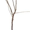 Biologische Perenboom (Pyrus Communis 'Dwergpeer') D 23 H 80 Cm -Talen Tools Winkel 8717263229087