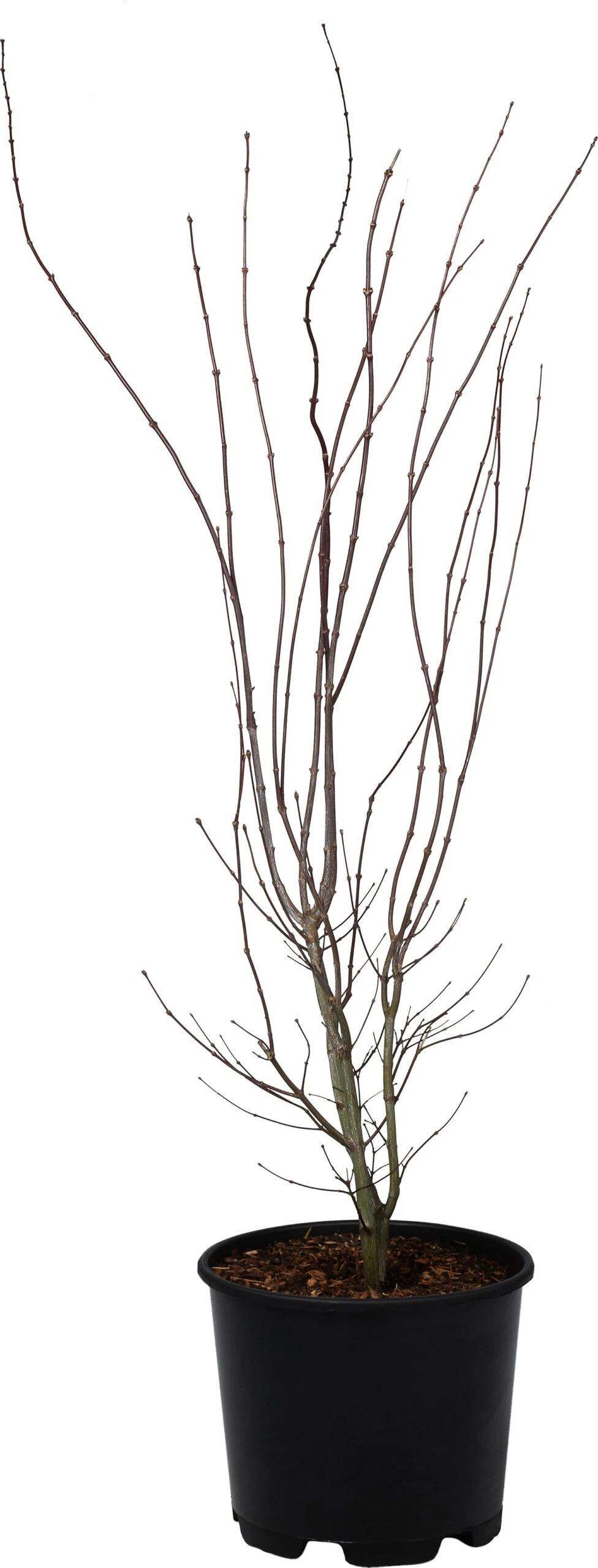 Japanse Esdoorn (Acer Palmatum 'Atropurpureum') D 32 H 100 Cm 3 Japanse Esdoorn (Acer Palmatum 'Atropurpureum') D 32 H 100 Cm