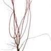 Japanse Esdoorn (Acer Palmatum 'Sangokaku') D 32 H 100 Cm -Talen Tools Winkel 8717263229476 0 1
