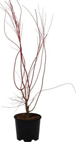 Japanse Esdoorn (Acer Palmatum 'Sangokaku') D 32 H 100 Cm