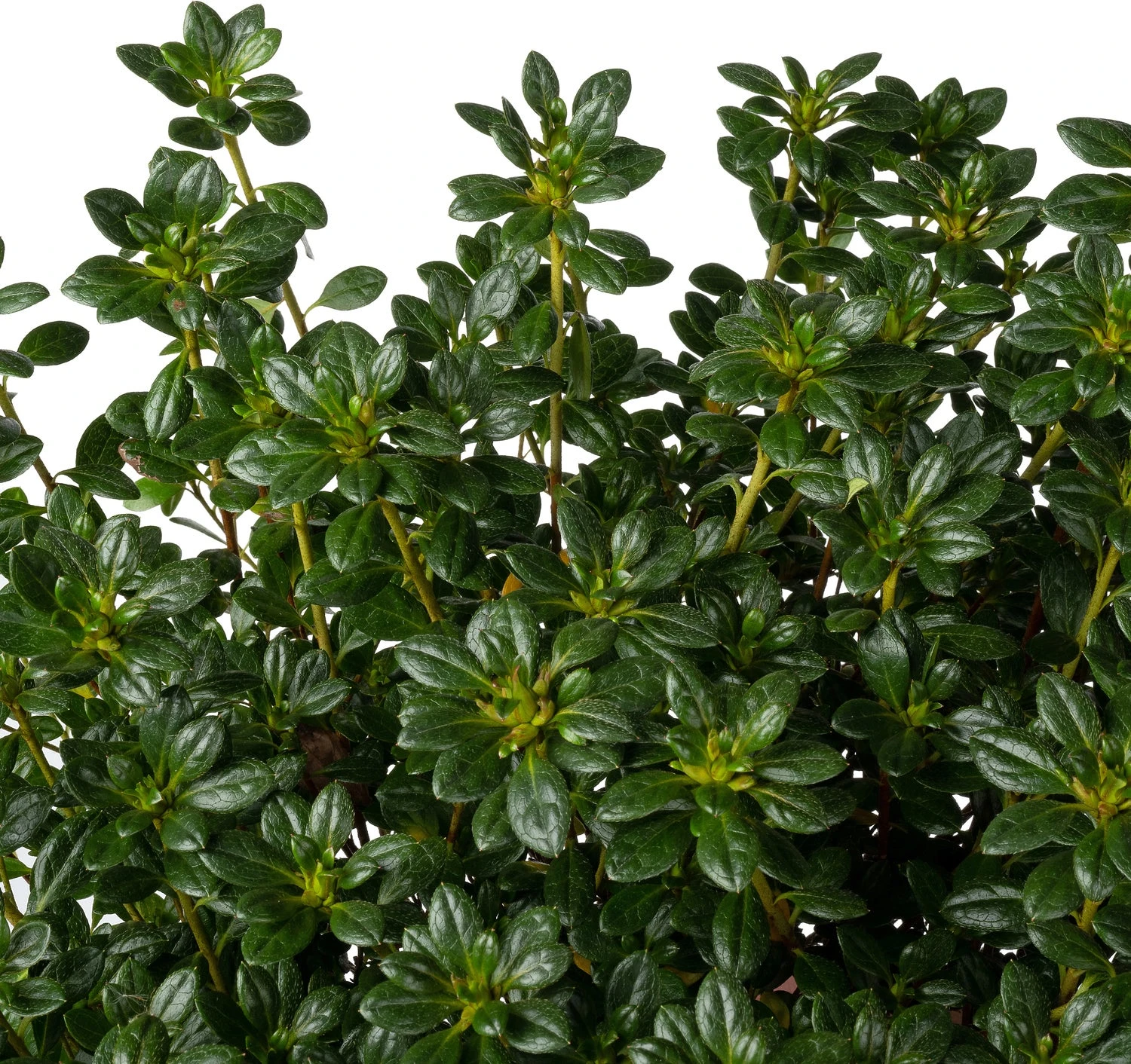 Japanse Azalea (Rhododendron Japonica 'Evergreen') Paars D 23 H 40 Cm 3 Japanse Azalea (Rhododendron Japonica 'Evergreen') Paars D 23 H 40 Cm