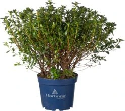 Japanse Azalea (Rhododendron Japonica 'Evergreen') Paars D 23 H 40 Cm 5 Japanse Azalea (Rhododendron Japonica 'Evergreen') Paars D 23 H 40 Cm -Talen Tools Winkel 8717263232377 1
