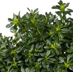 Japanse Azalea (Rhododendron Japonica 'Evergreen') Wit D 23 H 40 Cm -Talen Tools Winkel 8717263232407 1