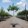 Dakplataan (Platanus Acerifolia) D 40 H 240 Cm 1 Dakplataan (Platanus Acerifolia) D 40 H 240 Cm -Talen Tools Winkel 8717263232421