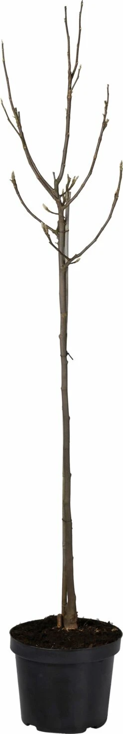 Magnolia (Magnolia Soulangeana 'Susan') D 27 H 90 Cm