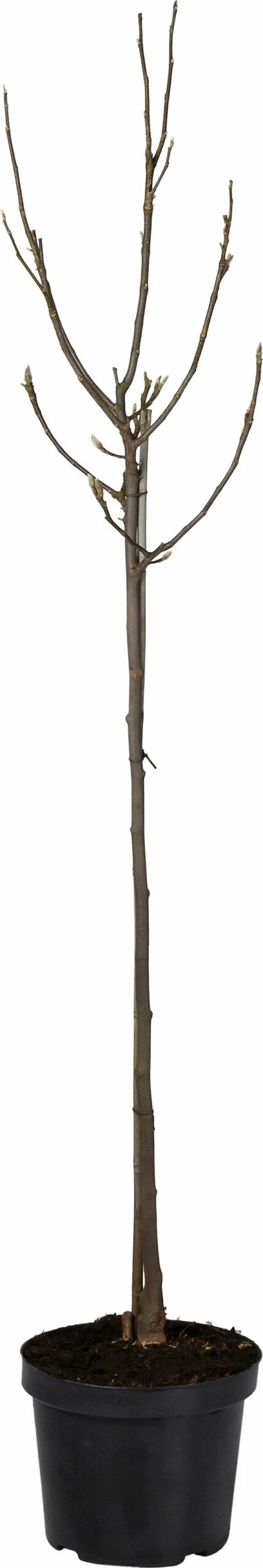 Magnolia (Magnolia Soulangeana 'Susan') D 27 H 90 Cm 3 Magnolia (Magnolia Soulangeana 'Susan') D 27 H 90 Cm