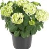 Boerenhortensia (Hydrangea Macrophylla) Wit D 29 H 60 Cm 2 Boerenhortensia (Hydrangea Macrophylla) Wit D 29 H 60 Cm -Talen Tools Winkel 8717263233992 1