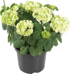 Boerenhortensia (Hydrangea Macrophylla) Wit D 29 H 60 Cm