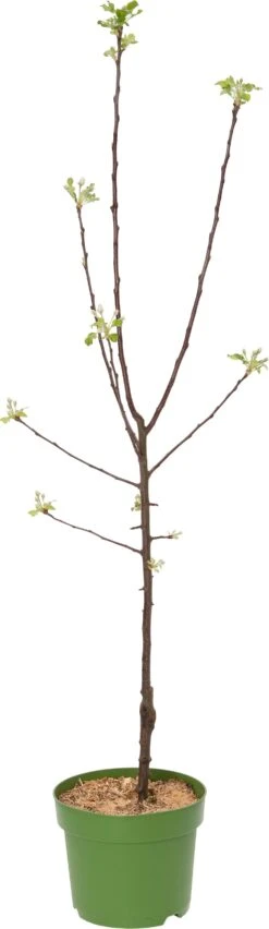 Biologische Handappel (Malus Domestica 'Ecolette') D 26 H 150 Cm
