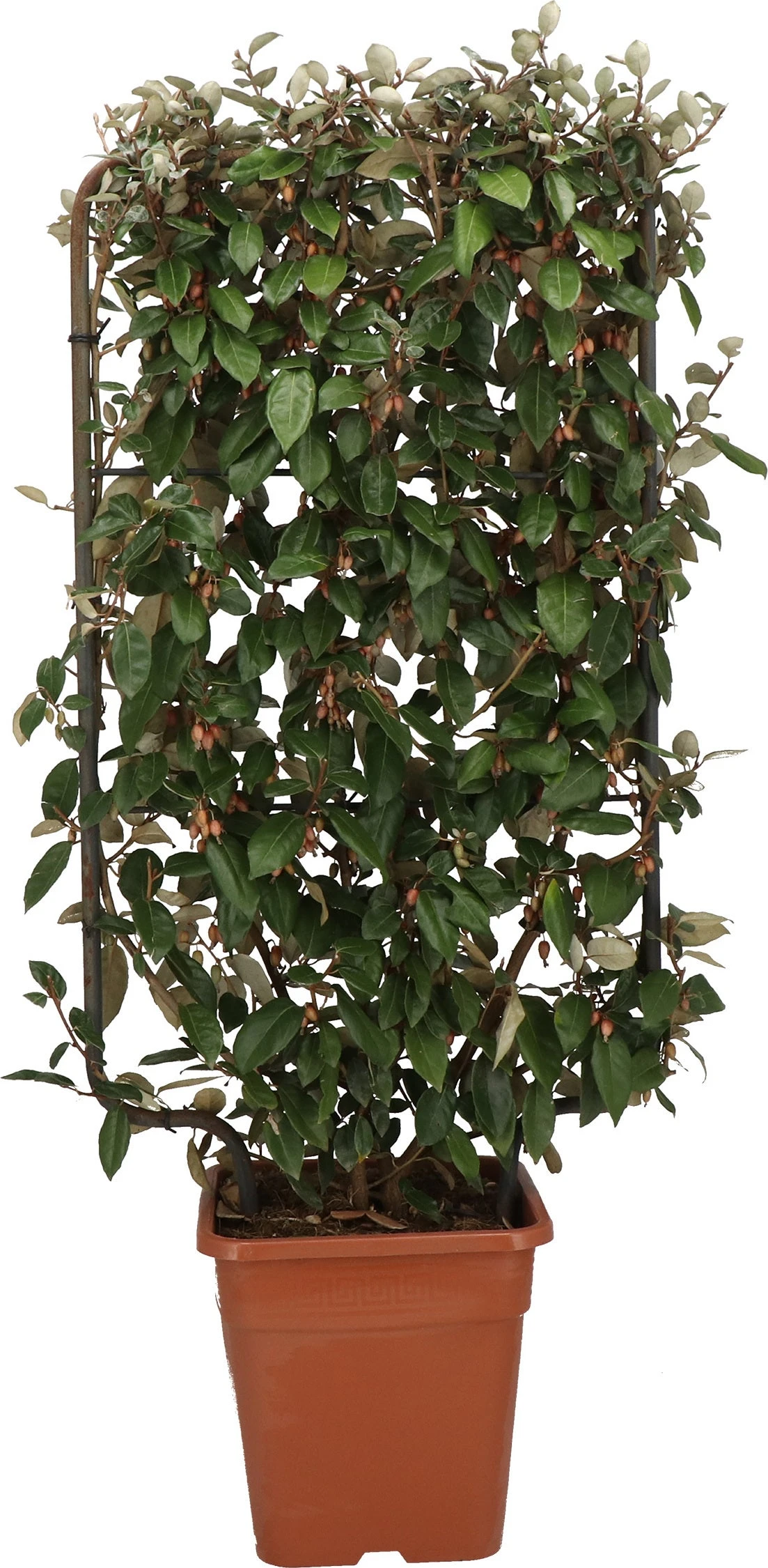 Olijfwilg Op Rek (Elaeagnus Ebbingei) D 30 H 120 Cm 3 Olijfwilg Op Rek (Elaeagnus Ebbingei) D 30 H 120 Cm