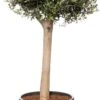 Olijfboom (Olea Europaea) D 34 H 120 Cm -Talen Tools Winkel 8717263238041 1