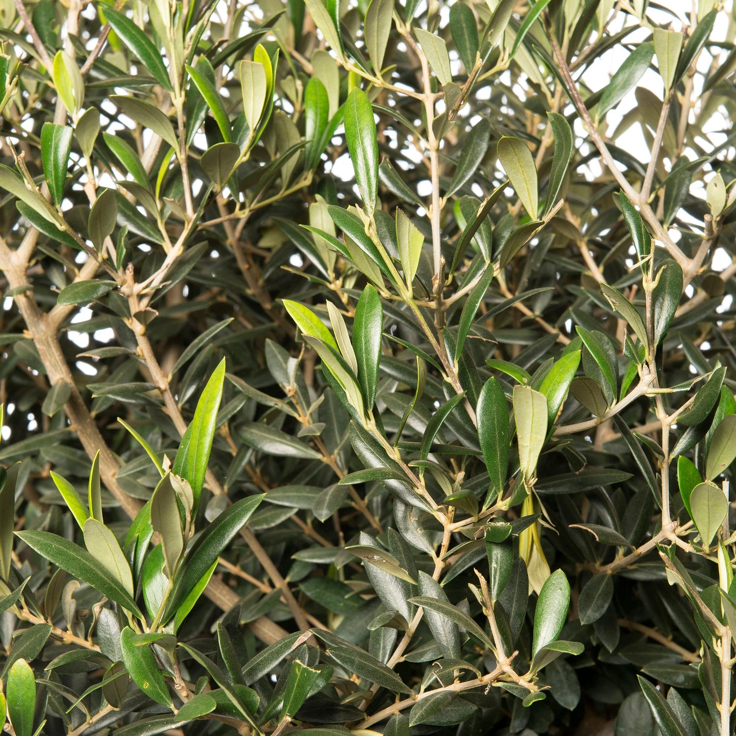 Olijfboom (Olea Europaea) D 34 H 120 Cm 4 Olijfboom (Olea Europaea) D 34 H 120 Cm - Afbeelding 2