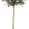 Olijfboom (Olea Europaea) D 30 H 120 Cm 1 Olijfboom (Olea Europaea) D 30 H 120 Cm -Talen Tools Winkel 8717263238263