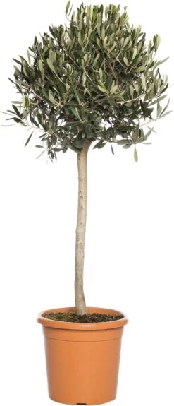 Olijfboom (Olea Europaea) D 30 H 120 Cm