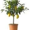 Citroenboom (Citrus 'Lemon') D 26 H 130 Cm -Talen Tools Winkel 8717263243151 1