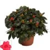 Rhododendron (Rhododendron Luxe) Rood D 12 H 30 Cm -Talen Tools Winkel 8717263253396