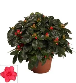 Rhododendron (Rhododendron Luxe) Rood D 12 H 30 Cm