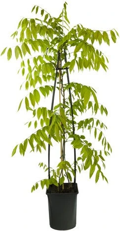 Blauwe Regen (Wisteria Brachybotrys 'Yokogama Fuji') D 21 H 175 Cm