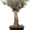 Olijfboom (Olea Europaea) D 80 H 180 Cm 2 Olijfboom (Olea Europaea) D 80 H 180 Cm -Talen Tools Winkel 8717263269014