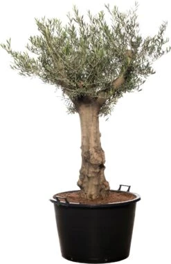 Olijfboom (Olea Europaea) D 80 H 180 Cm