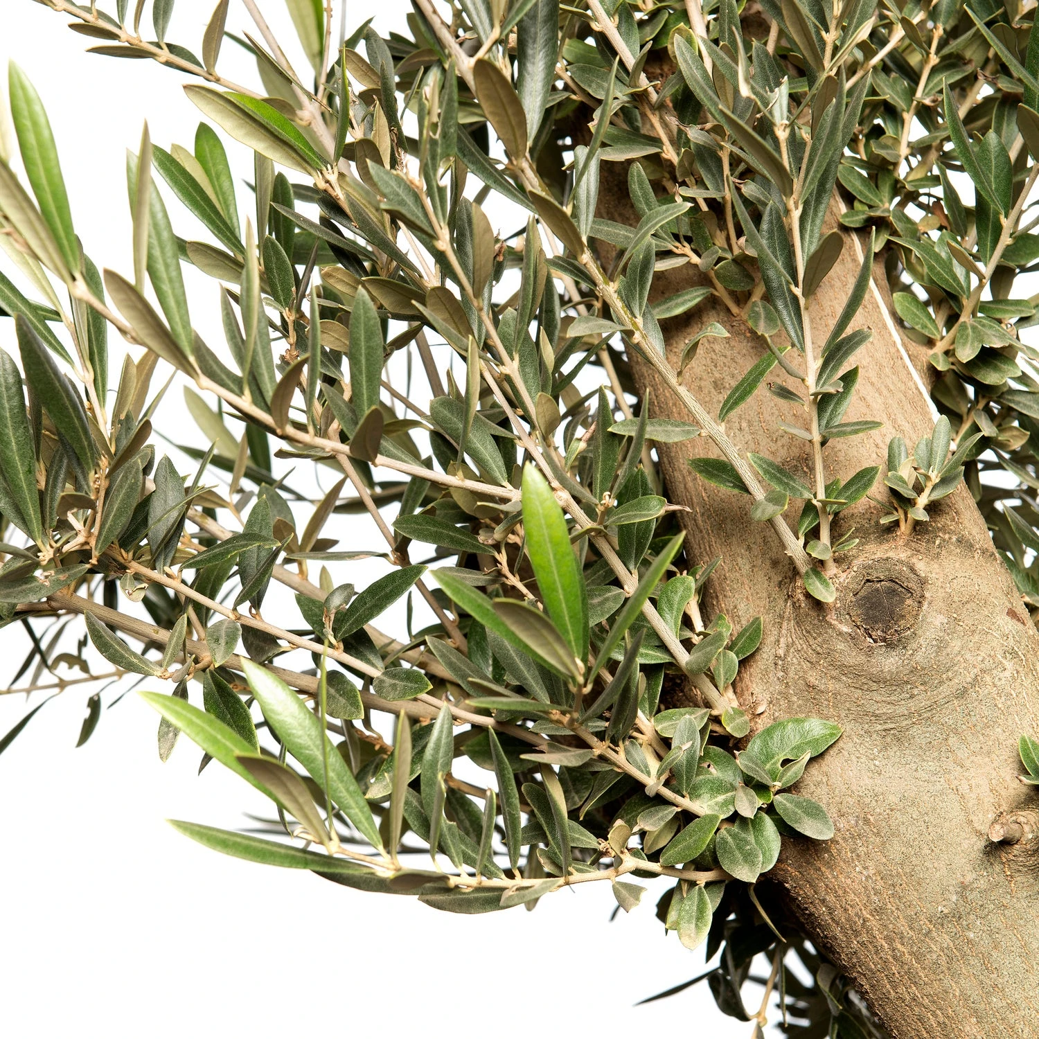 Olijfboom (Olea Europaea) D 80 H 180 Cm 4 Olijfboom (Olea Europaea) D 80 H 180 Cm - Afbeelding 2