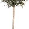 Olijfboom (Olea Europaea) D 28 H 130 Cm -Talen Tools Winkel 8717263269212