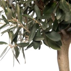 Olijfboom (Olea Europaea) D 28 H 130 Cm -Talen Tools Winkel 8717263269212 2 1