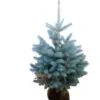 Blauwspar (Picea Pungens 'Glauca') H 100 Cm